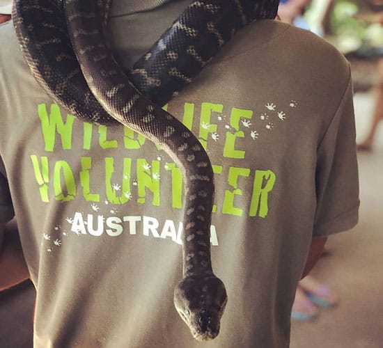 Volunteer at Wildlife Habitat Port Douglas with a snake around their neck